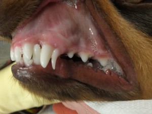 Puppy Tooth That Didn't Fall Out « Sugar Factory Vet Clinic